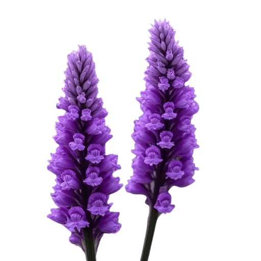 Purple Salvias Transparent Background