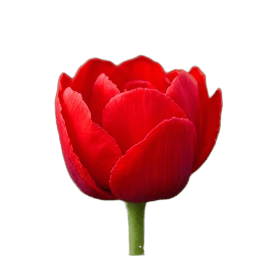 Red Flower Transparent Background